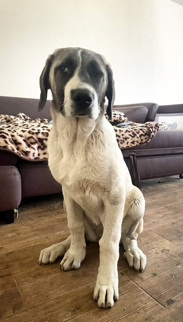 Mia Kangal Mia Kangal