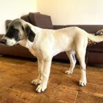 Mia-female-Kangal-puppy-for-sale-3