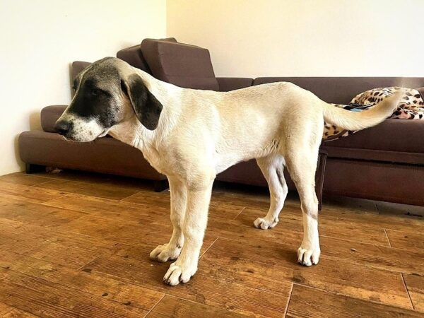 Mia Kangal Mia Kangal
