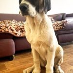 Mia-female-Kangal-puppy-for-sale-4