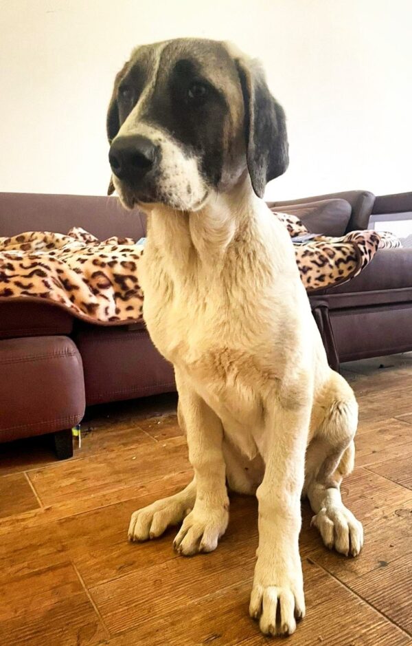 Mia Kangal Mia Kangal