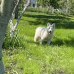 Mierin-male-White-Swiss-Shepherd-puppy-for-sale-1