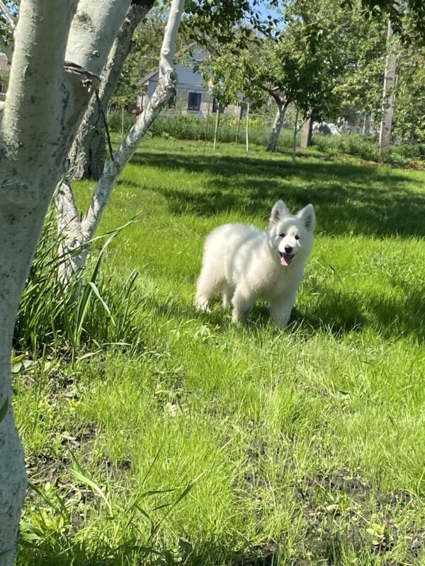 Mierin White Swiss Shepherd Mierin White Swiss Shepherd