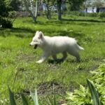 Mierin-male-White-Swiss-Shepherd-puppy-for-sale-2