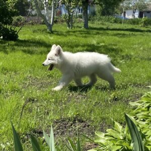 Mierin White Swiss Shepherd Mierin White Swiss Shepherd