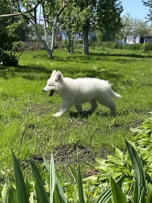 Mierin White Swiss Shepherd Mierin White Swiss Shepherd