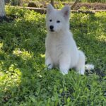 Mierin-male-White-Swiss-Shepherd-puppy-for-sale-3