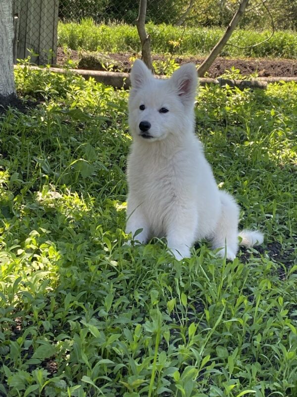 Mierin White Swiss Shepherd Mierin White Swiss Shepherd