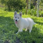 Mierin-male-White-Swiss-Shepherd-puppy-for-sale-4