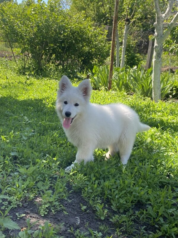 Mierin White Swiss Shepherd Mierin White Swiss Shepherd
