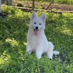 Mikel-male-White-Swiss-Shepherd-puppy-for-sale-1