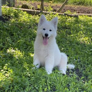 Mikel White Swiss Shepherd Mikel White Swiss Shepherd