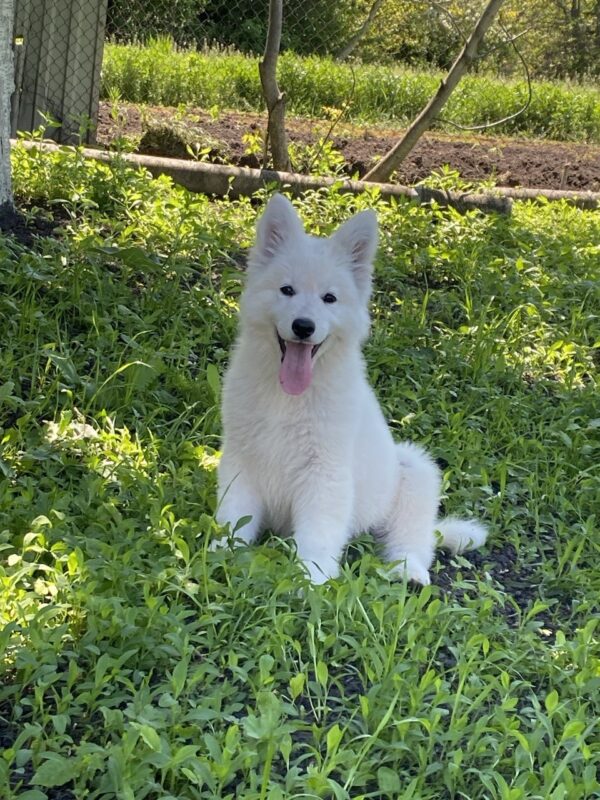 Mikel White Swiss Shepherd Mikel White Swiss Shepherd