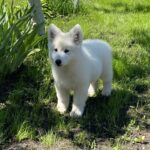 Mikel-male-White-Swiss-Shepherd-puppy-for-sale-2