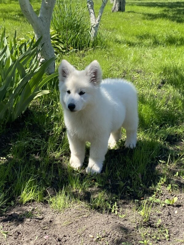 Mikel White Swiss Shepherd Mikel White Swiss Shepherd