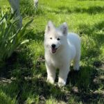 Mikel-male-White-Swiss-Shepherd-puppy-for-sale-3