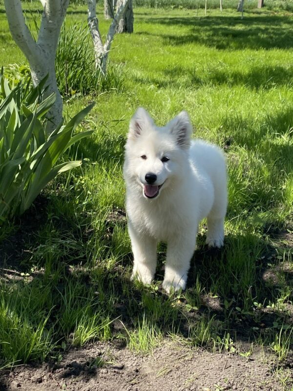 Mikel White Swiss Shepherd Mikel White Swiss Shepherd