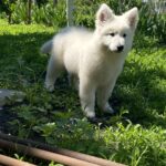 Mikel-male-White-Swiss-Shepherd-puppy-for-sale-4