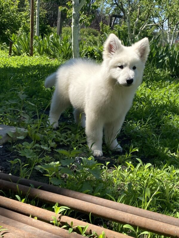 Mikel White Swiss Shepherd Mikel White Swiss Shepherd