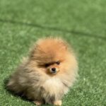 Miklukha-male-pomeranian-puppy-for-sale-1 (1)