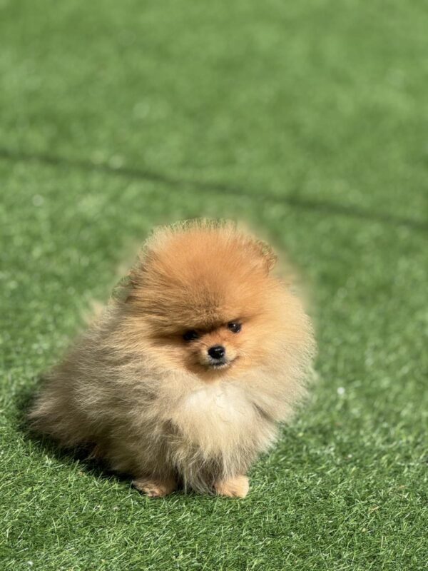 Miklukha Pomeranian Miklukha Pomeranian