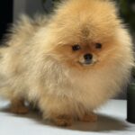 Miklukha-male-pomeranian-puppy-for-sale-1 (2)