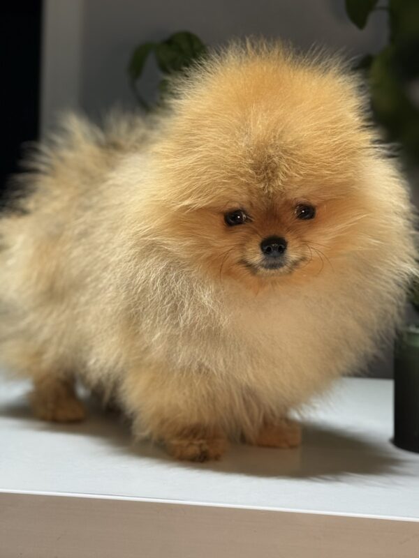 Miklukha Pomeranian Miklukha Pomeranian
