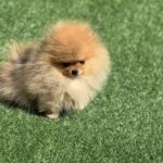 Miklukha-male-pomeranian-puppy-for-sale-1 (3)