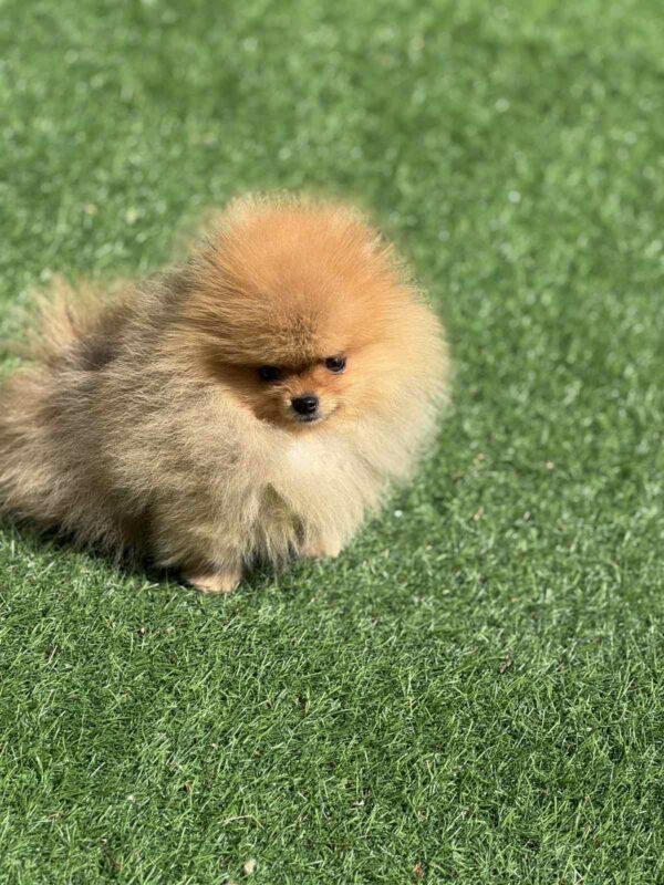 Miklukha Pomeranian Miklukha Pomeranian