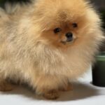 Miklukha-male-pomeranian-puppy-for-sale-1 (4)