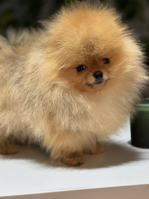 Miklukha Pomeranian Miklukha Pomeranian