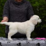Miledi-female-golden-retriver-puppy-for-sale-1 (1)