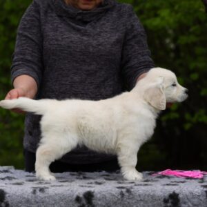 Miledi Golden Retriever Miledi Golden Retriever
