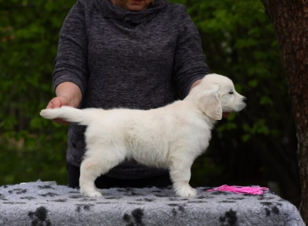 Miledi Golden Retriever Miledi Golden Retriever