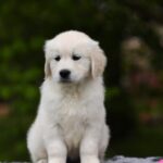 Miledi-female-golden-retriver-puppy-for-sale-1 (2)