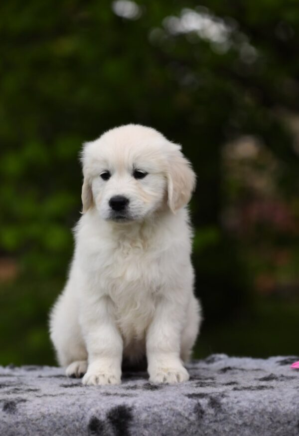 Miledi Golden Retriever Miledi Golden Retriever