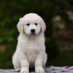 Miledi-female-golden-retriver-puppy-for-sale-1 (3)