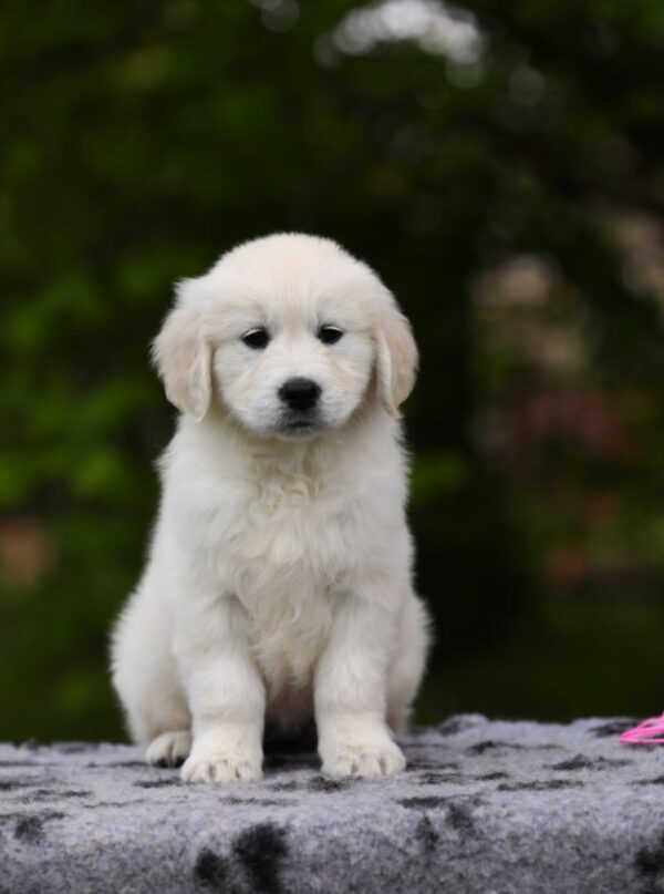 Miledi Golden Retriever Miledi Golden Retriever