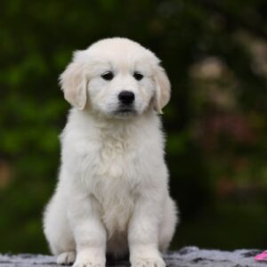 Miledi Golden Retriever Miledi Golden Retriever