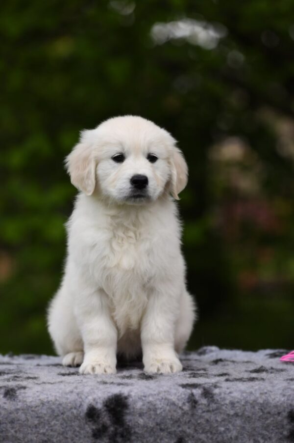 Miledi Golden Retriever Miledi Golden Retriever