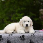 Miledi-female-golden-retriver-puppy-for-sale-1 (5)