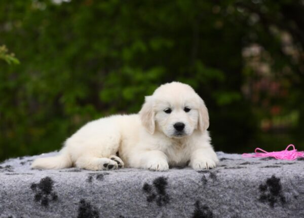 Miledi Golden Retriever Miledi Golden Retriever
