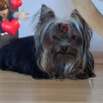 Mini-male-yorkshire-terrier-puppy-for-sale- (1)