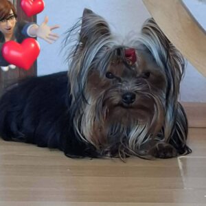 Mini Yorkshire Terrier Mini Yorkshire Terrier