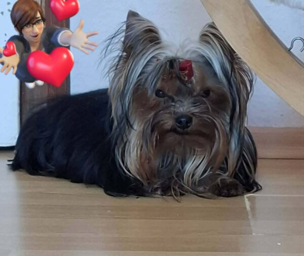 Mini Yorkshire Terrier Mini Yorkshire Terrier
