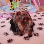 Mini-male-yorkshire-terrier-puppy-for-sale- (2)