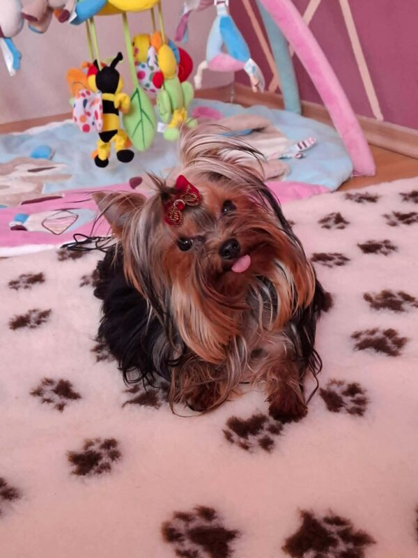 Mini Yorkshire Terrier Mini Yorkshire Terrier
