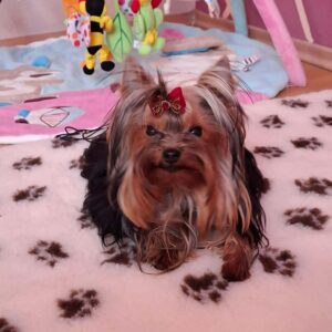 Mini Yorkshire Terrier Mini Yorkshire Terrier