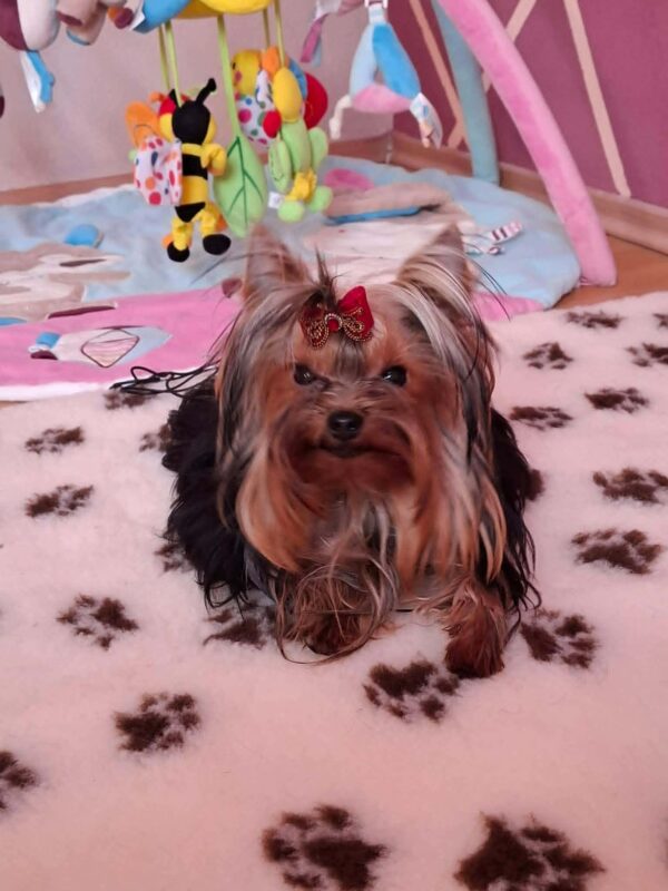 Mini Yorkshire Terrier Mini Yorkshire Terrier