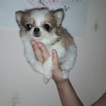 Minnie-female-Chihuahua-puppy-for-sale-1